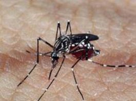 CASOS DE DENGUE