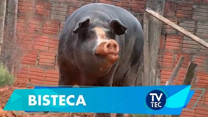 BISTECA