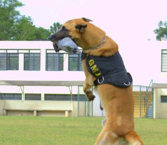 Athon, o cão premiado da GM de Jundiaí, morre aos 13 anos ATHON