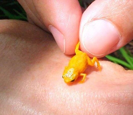 SAPINHO PINGO DE OURO corre risco de extinção na Serra do Japi sapinho