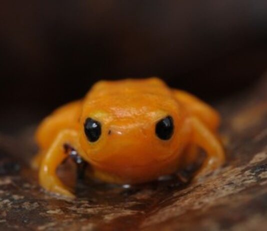 FUNGO AQUÁTICO mata sapos terrestres na Serra do Japi fungo aquático