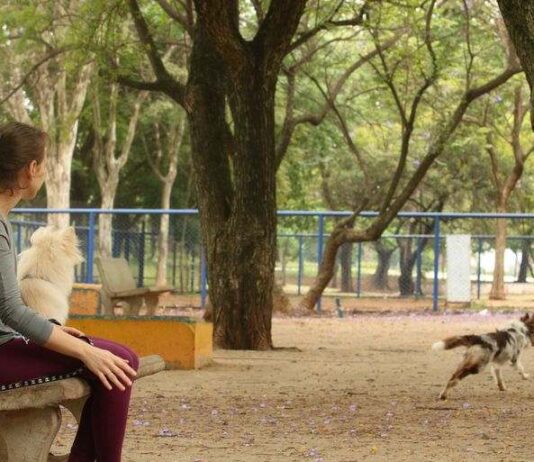 Cachorródromos: Projeto espera votação desde outubro de 2021 cachorródromos