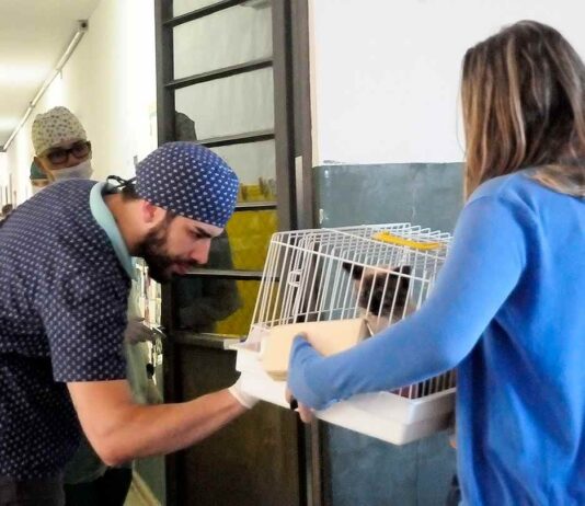 MEU PET: Debea ganhará consultório do Governo do Estado MEU PET