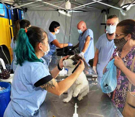 Castração de cães e gatos: Mais um mutirão em fevereiro castração