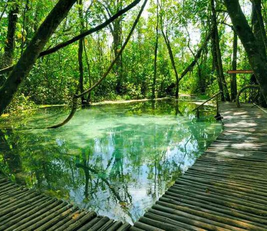 BROTAS e a música orquestrada pela natureza brotas