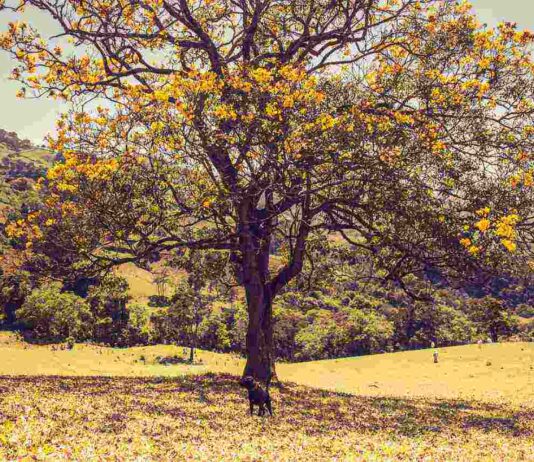Rumo a TOCOS DO MOGI, o bilhete de Aracele… tocos