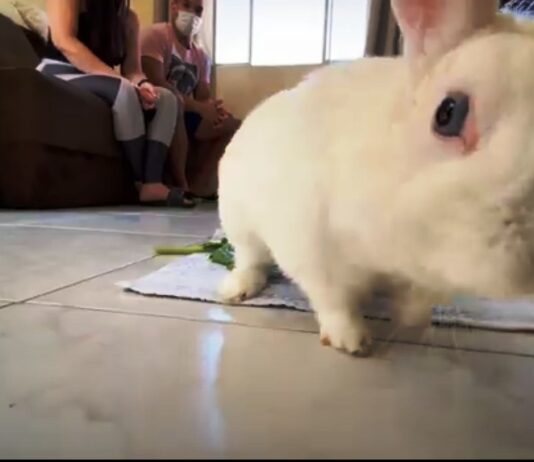 Conheça o WITCH, um coelhinho de estimação muito fofo. Veja vídeo WITCH
