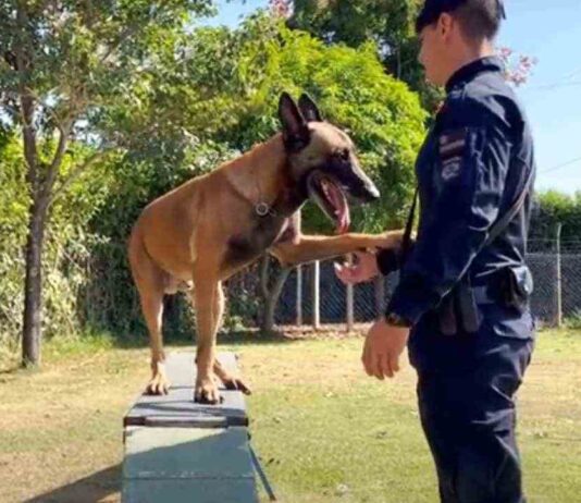 cães policiais
