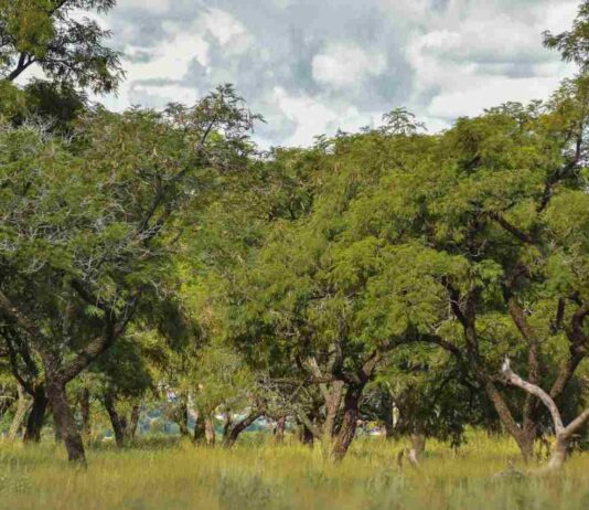 cerrado