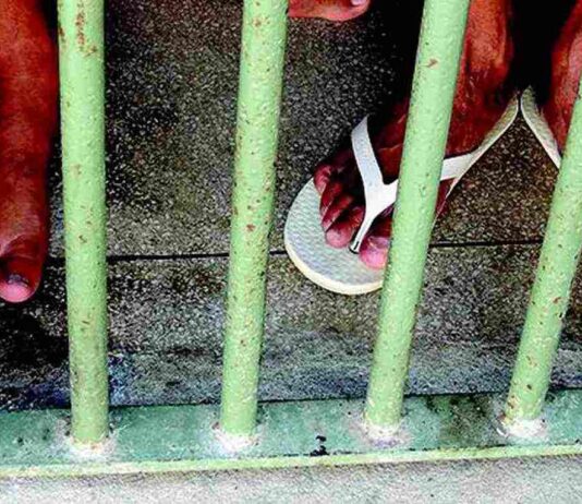 PULGAS E PERCEVEJOS pulgas e percevejos