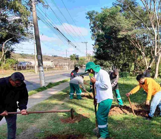 Em Campo Limpo, mudas de árvores e mutirão de castração mudas