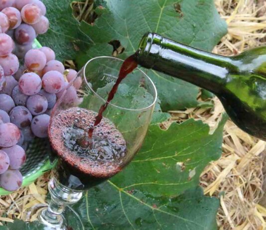 Turismo: ROTA DO VINHO tem mais de 20 adegas. Veja vídeo rota do vinho