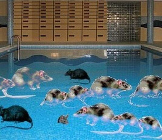 Uma piscina cheia de RATOS RATOS