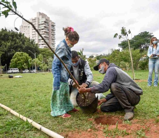 Créditos de CARBONO créditos de