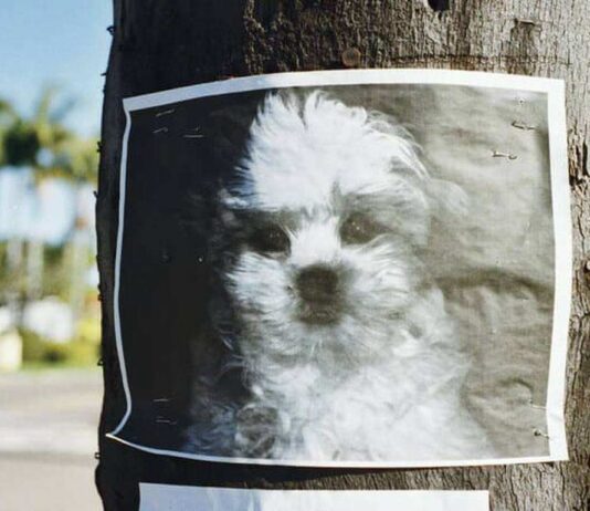 A busca por CÃES e GATOS perdidos cães e gatos
