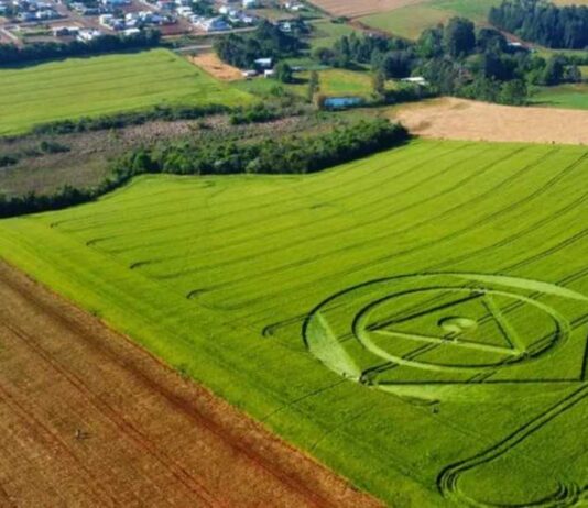 Agroglifo em SC: Revista especializada vai investigar agroglifo