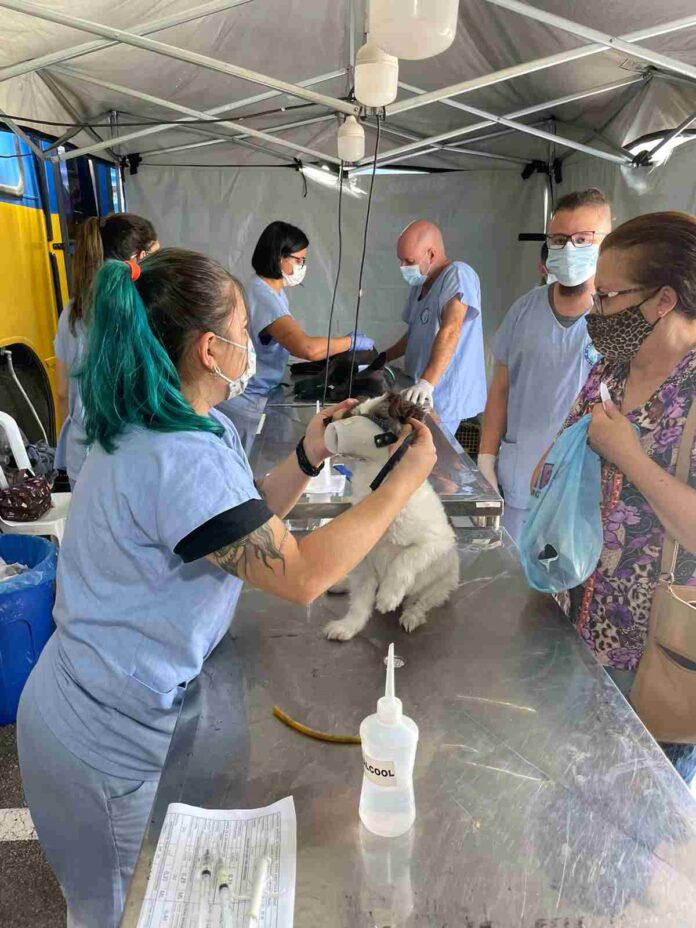 mutirão de castração mutirão de castração