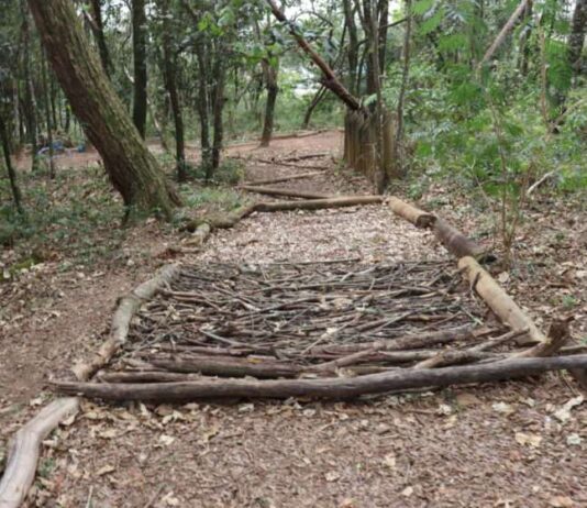 SALA VERDE reforça contato dos jovens com natureza sala verde