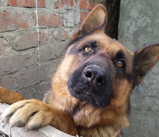 cachorra