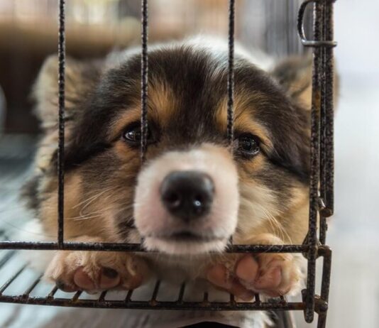 Exposição e venda de animais: Projeto está pronto desde 2020 exposição