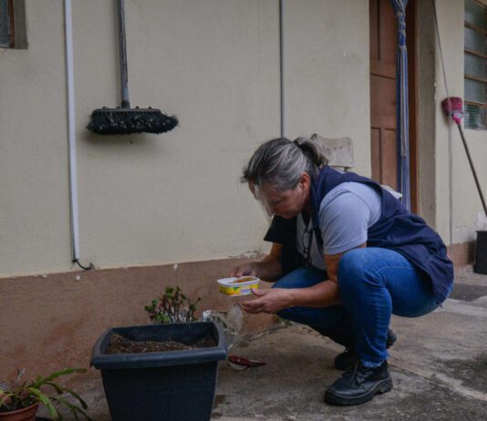 aedes