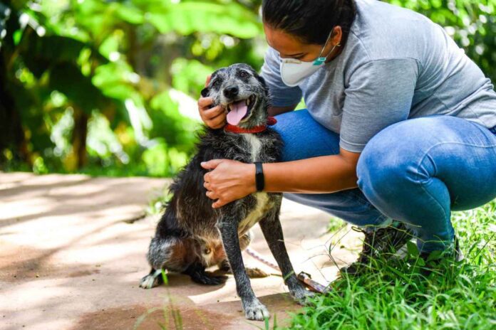 castrações castrações
