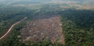 amazônia