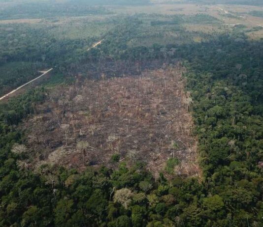 amazônia