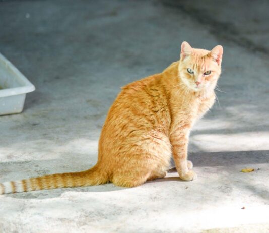 Esporotricose: Gatos não castrados estão mais expostos esporotricose