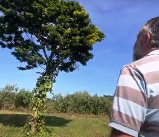 Sabia que Jundiaí tem árvore de PAU-BRASIL? pau