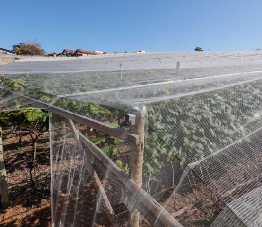 cultivo protegido