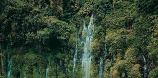 floresta