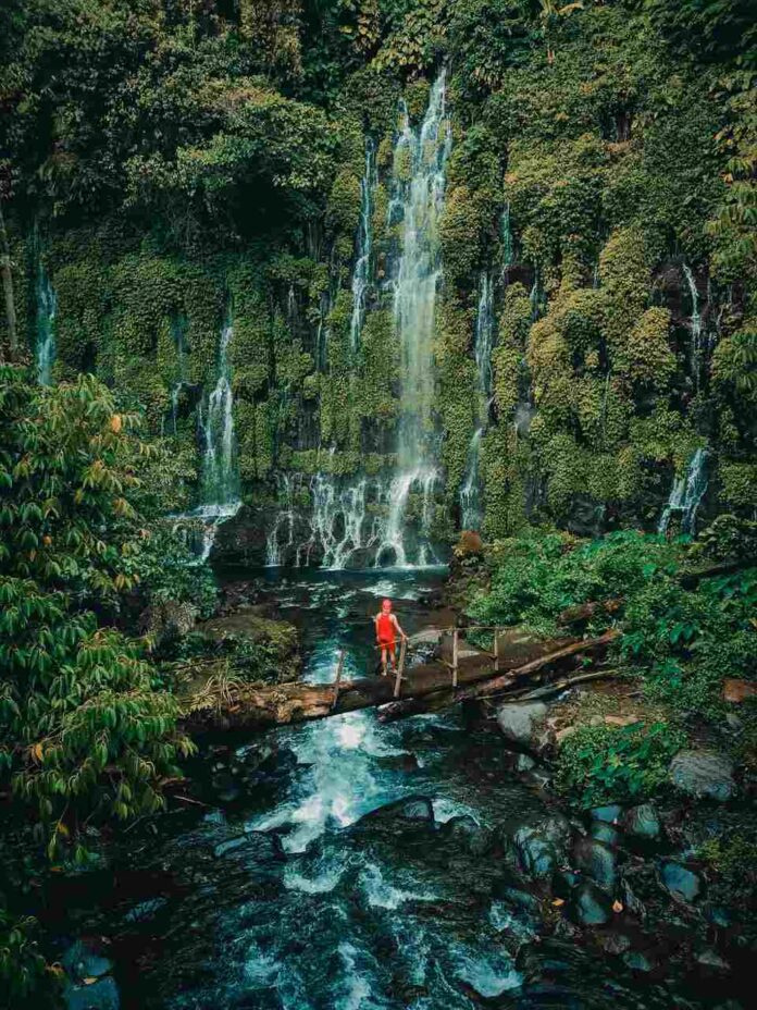 floresta