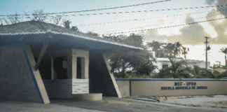 macaíba