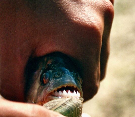 piranhas