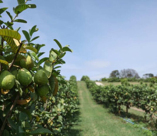 GOIABA: Sistema de cultivo garante fruta ano todo goiaba