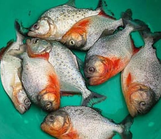 piranhas
