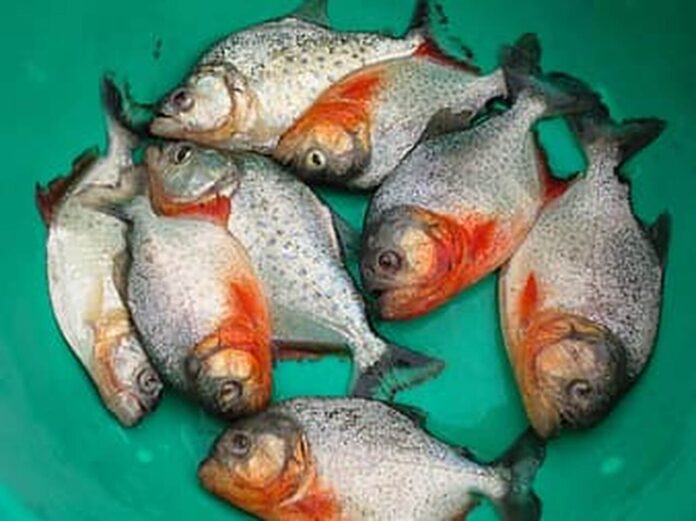 piranhas