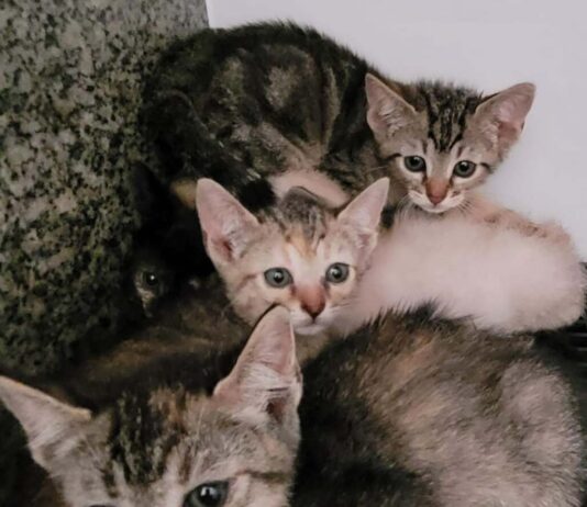 Adoção de animal abandonado poderá render isenção do IPTU animal