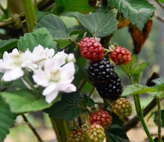 FRUTAS VERMELHAS: Produção cresce em Jundiaí frutas vermelhas