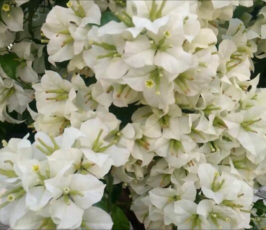 A nossa PRIMAVERA primavera