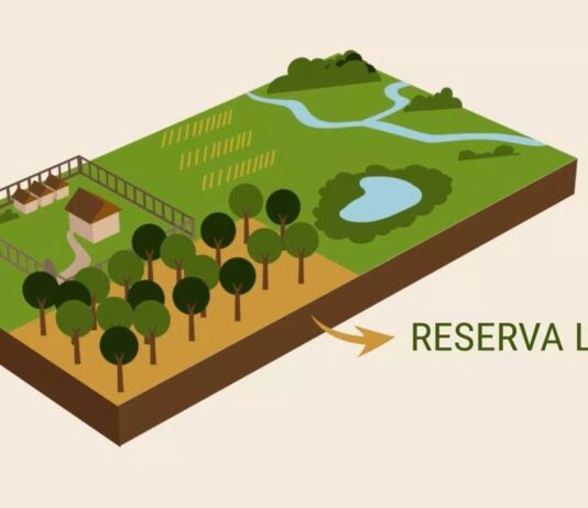 Reserva Legal: A importância das FLORESTAS reserva