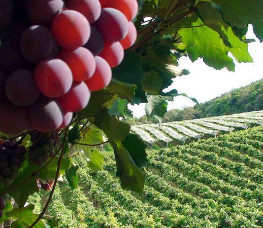 Evento discutirá QUALIDADE na produção de uvas e vinhos uvas