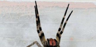 aranhas