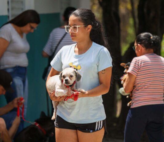 2.818 animais castrados em 2023. DEBEA quer mais neste ano debea