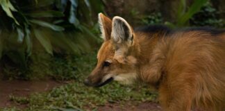 lobos
