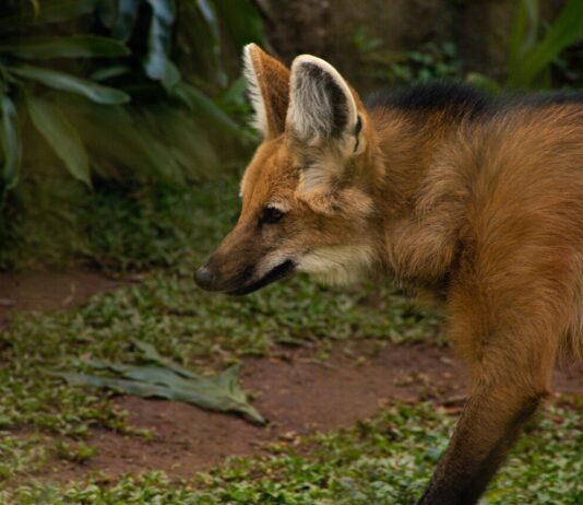 LOBOS-GUARÁ: Em Jundiaí não há casos de sarna sarcóptica lobos