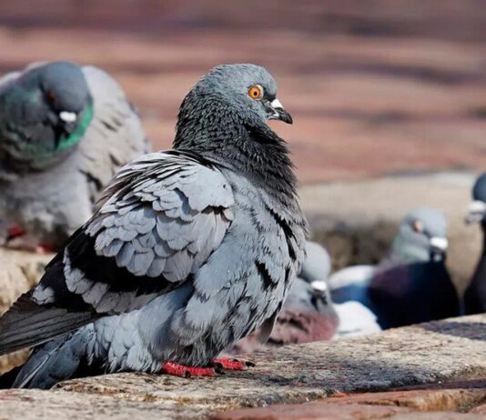 POMBOS: Emebs terão sistema para afastar aves pombos