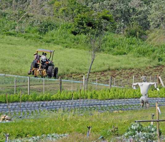 Subvenção de Seguro Agrícola: Inscrições até dia 5 de abril subvenção