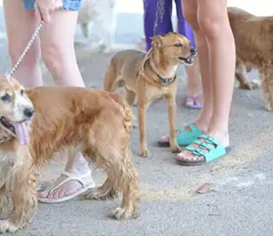 ANIMAIS em condomínios: TJ derruba lei da Câmara de Jundiaí ANIMAIS